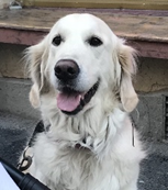 molly_yvonne_ojerskog