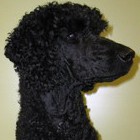 Annika-Anderssons-VINCENT-e1455834091868