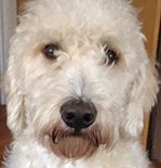 carina_nolander_harry_02_150x177-e1463869059970