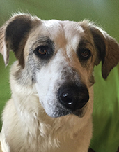 collette_wijkander_roxie_06_liten_100ppi