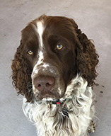 emma_bergman_dexter_100ppi