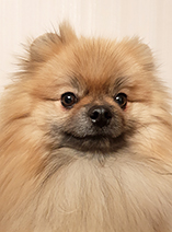 helen_svensson_morris_04_liten_100ppi