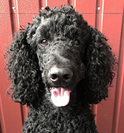 moltas_IMG_2976_1024_100ppi_liten