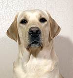 ninja_anderstedt_alice07_100ppi_liten