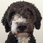 tim_gisseman_zigge03_besk_148x150ppi